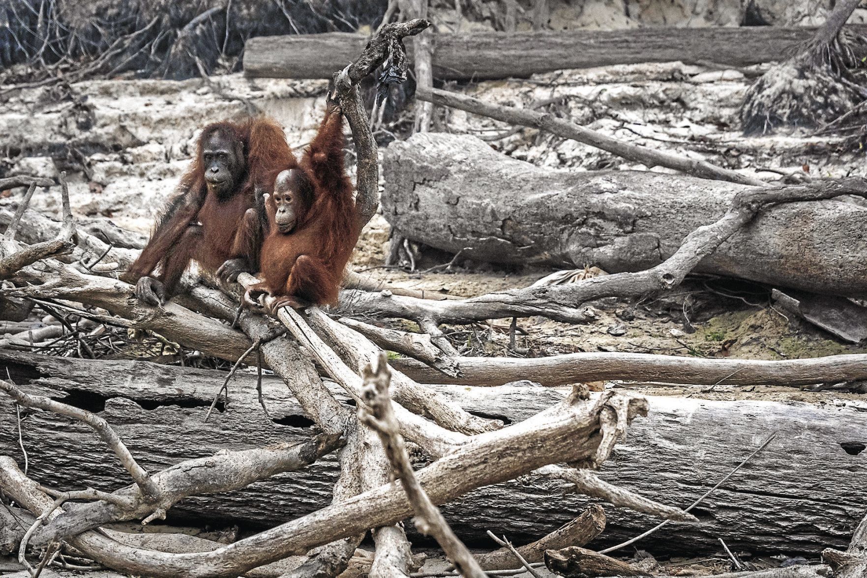 WORLD-NEWS-ENDANGERED-ANIMALS-13-GET